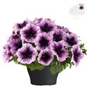 Afbeelding van Petunia TP26 Blueberry